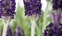 Garten-Schopf-Lavendel 'Anouk' Garten-Schopf-Lavendel 'Anouk'