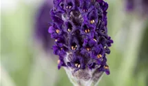 Garten-Schopf-Lavendel 'Anouk' Garten-Schopf-Lavendel 'Anouk'