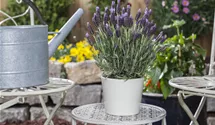 Garten-Schopf-Lavendel 'Anouk' Garten-Schopf-Lavendel 'Anouk'