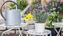 Garten-Schopf-Lavendel 'Anouk' Garten-Schopf-Lavendel 'Anouk'