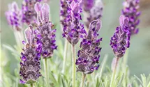 Garten-Schopf-Lavendel 'Anouk' Garten-Schopf-Lavendel 'Anouk'