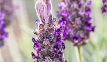 Garten-Schopf-Lavendel 'Anouk' Garten-Schopf-Lavendel 'Anouk'