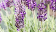 Garten-Schopf-Lavendel 'Anouk' Garten-Schopf-Lavendel 'Anouk'