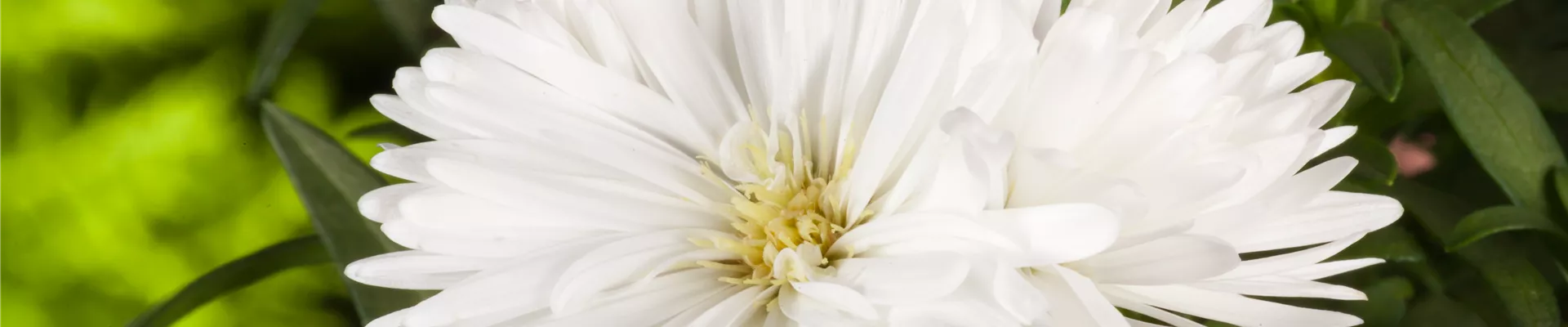 Aster novi-belgii 'Carnival'