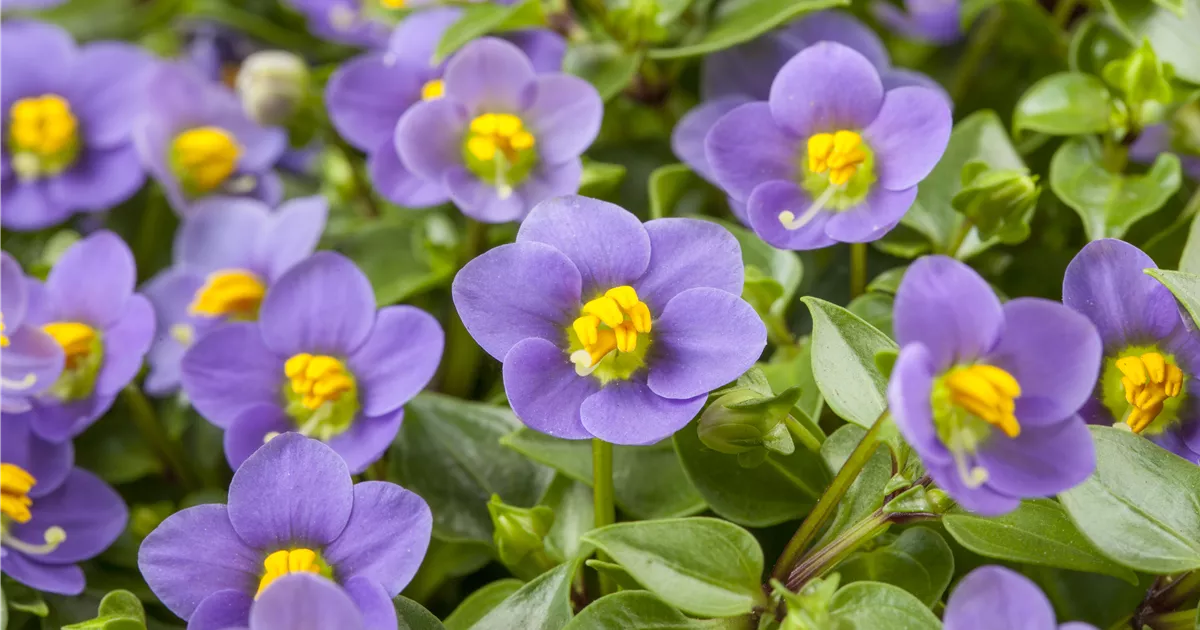 Exacum affine - Blaues Lieschen