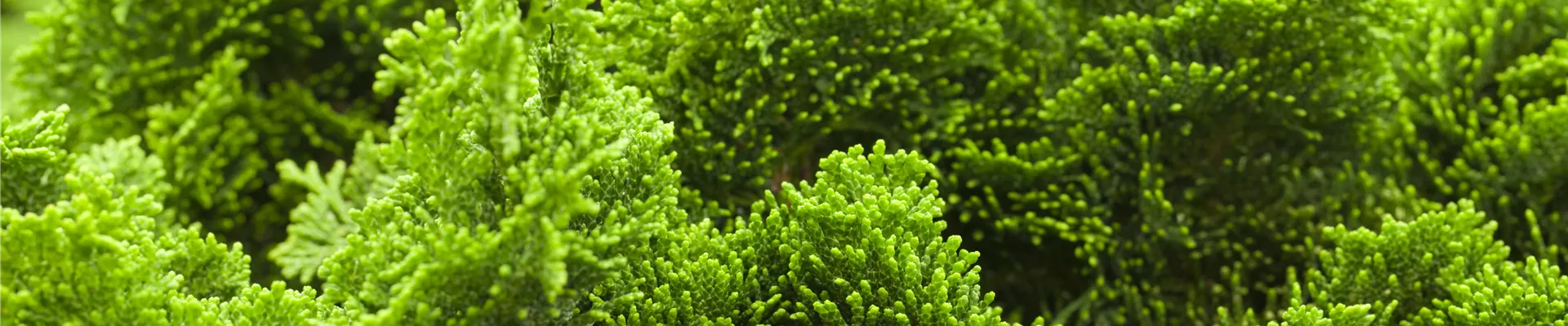 Chamaecyparis obtusa 'Nana Gracilis' Chamaecyparis obtusa 'Nana Gracilis'