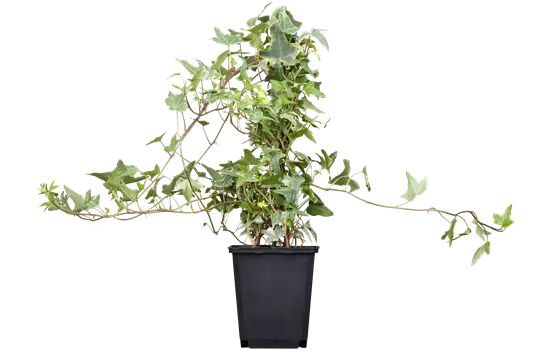korbmarante größe Calathea White Fusion (Korbmarante) – Foliage Dreams