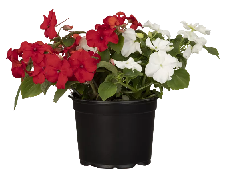 Impatiens walleriana