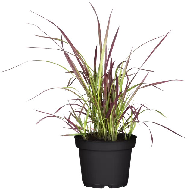 Imperata cylindrica 'Red Baron'