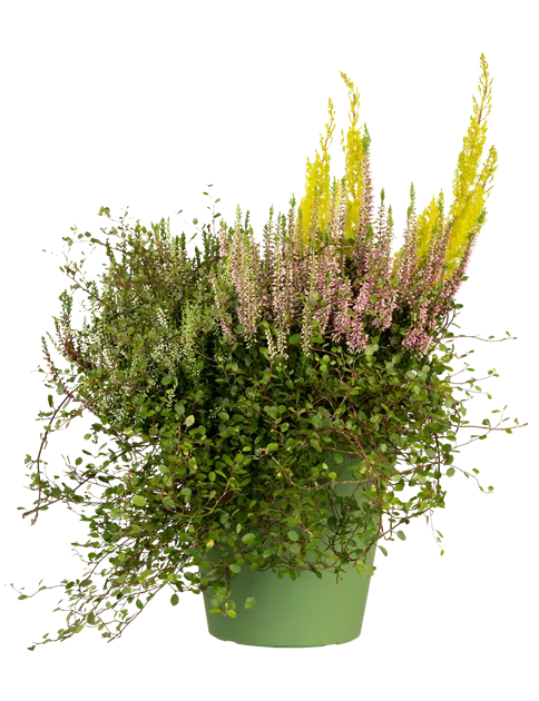 rowleyanus variegata Senecio Rowleyanus Variegata main image 0