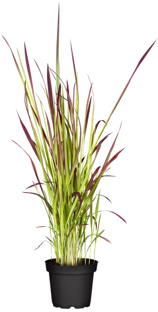 Imperata cylindrica 'Red Baron'