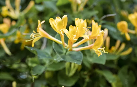 Lonicera x brownii 'Dropmore Scarlet'