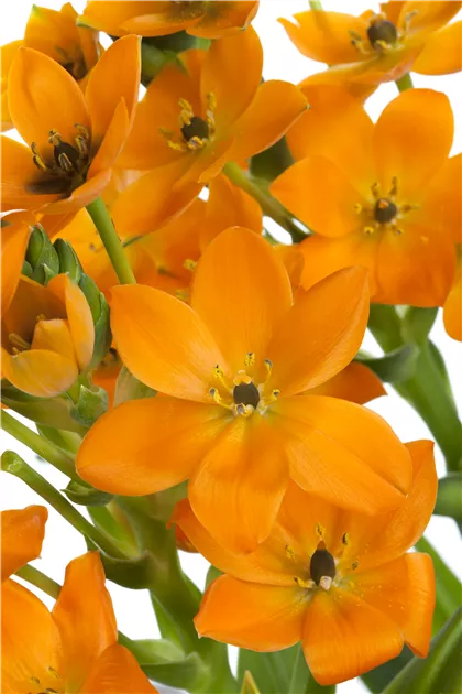 Ornithogalum dubium
