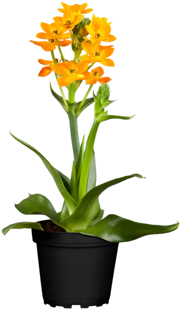 Ornithogalum dubium