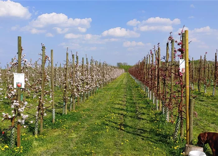Bio Apfelsorten direkt vom Baum