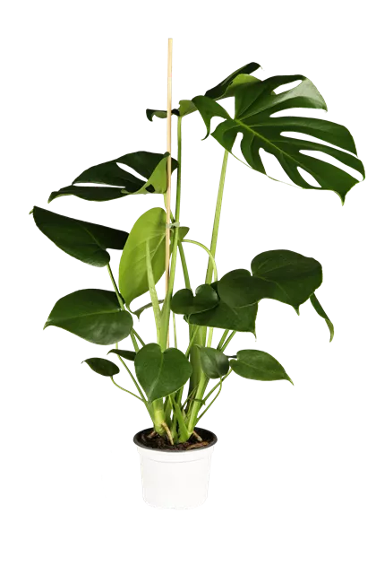 monstera verjüngen Monstera Burle Marx Flame XL main image 1