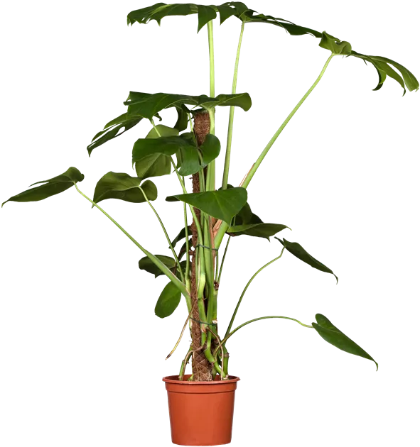 Monstera deliciosa