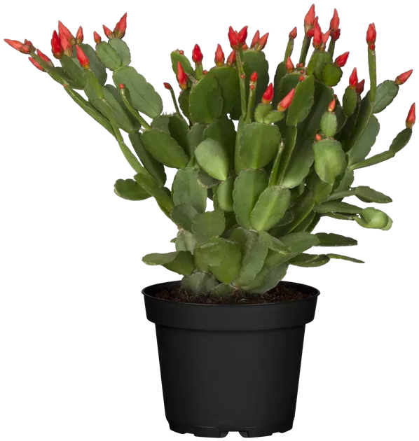 melocactus schatzlii Melocactus Seabraensis White Cap Rare Cactus Plant  Samarth Cactus Nursery