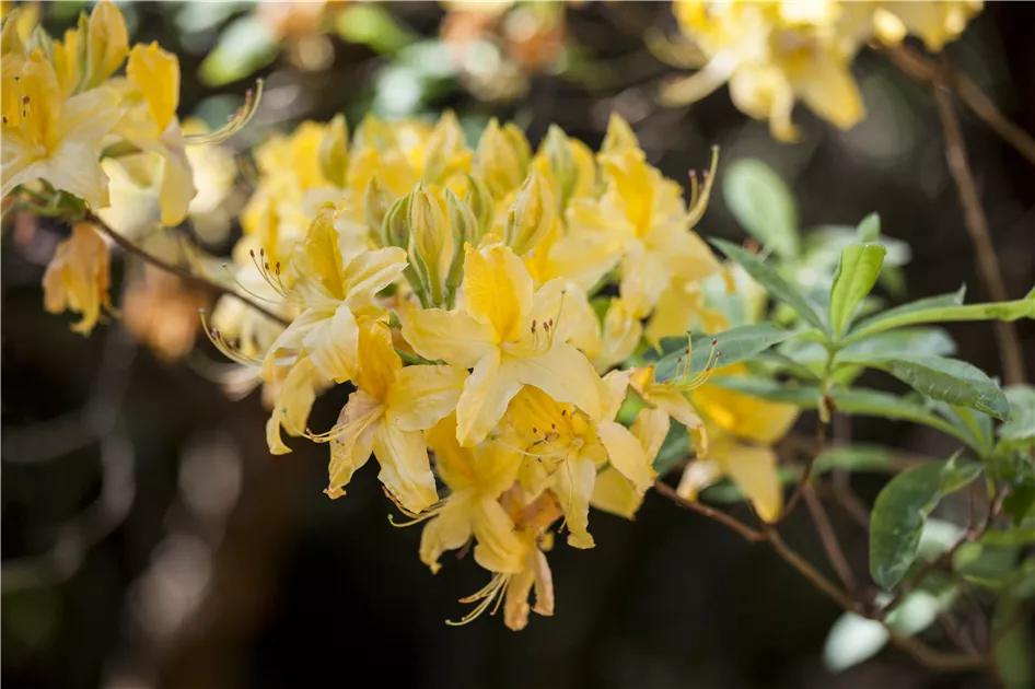 Rhododendron luteum