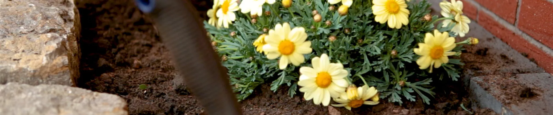 Strauchmargerite - Einpflanzen im Garten (Thumbnail) Strauchmargerite - Einpflanzen im Garten (Thumbnail)