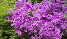 Rhododendron obtusum