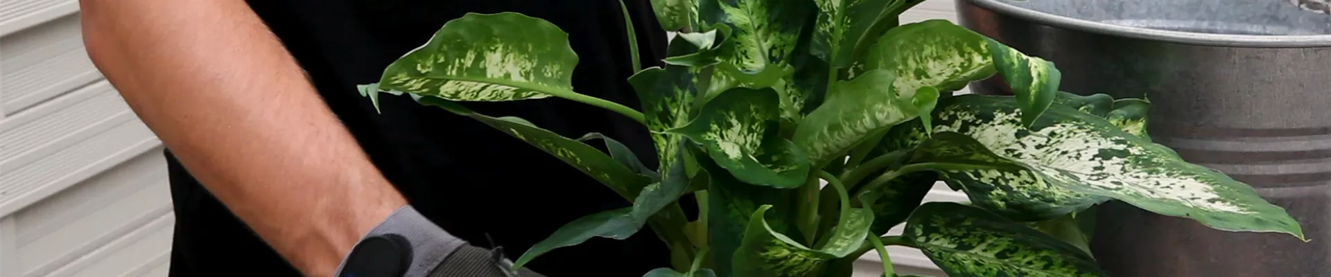 Dieffenbachie - Umtopfen (Thumbnail) Dieffenbachie - Umtopfen (Thumbnail)