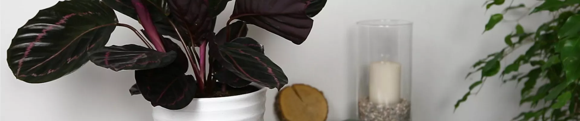 Korbmarante - Einpflanzen in ein Gefäß (Thumbnail) Korbmarante - Einpflanzen in ein Gefäß (Thumbnail)