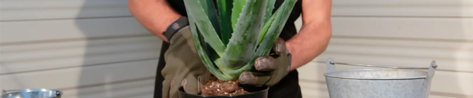 Aloe Vera - Umtopfen (Thumbnail) Aloe Vera - Umtopfen (Thumbnail)