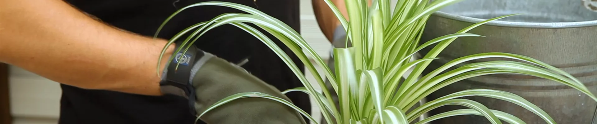 Grünlinie - Umtopfen (Thumbnail) Grünlinie - Umtopfen (Thumbnail)