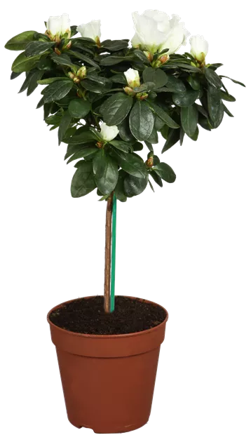 rhododendrons for sale Premier Plant Solutions 11931 Rhododendron Nova Zembla, 3 Gallon