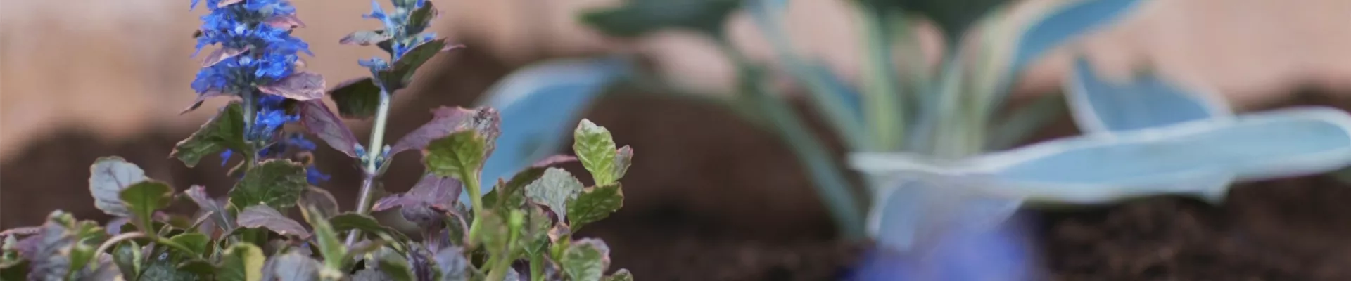 Kriechender Günsel Einpflanzen im Garten (thumbnail) Kriechender Günsel Einpflanzen im Garten (thumbnail)