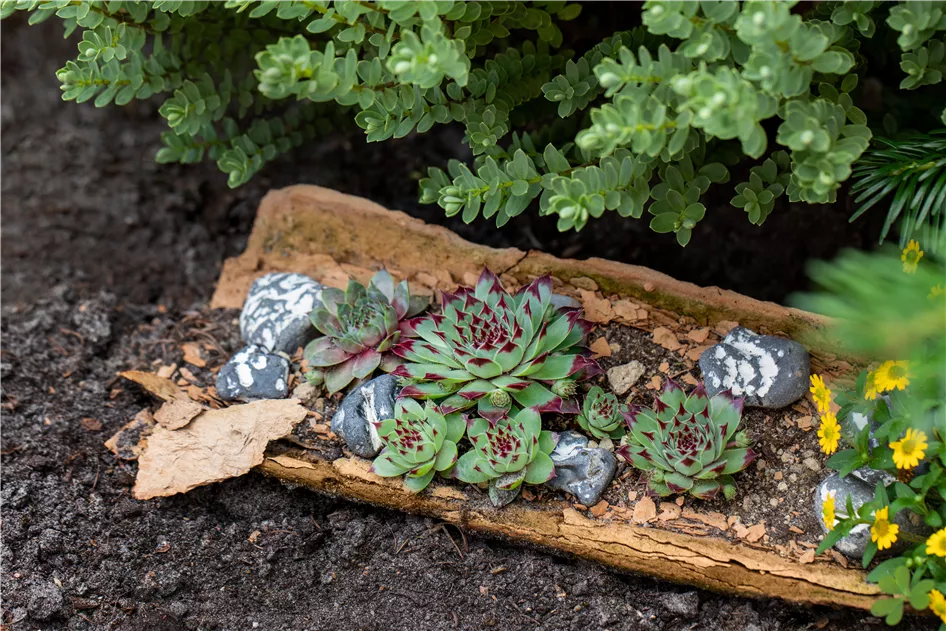 Sempervivum tectorum