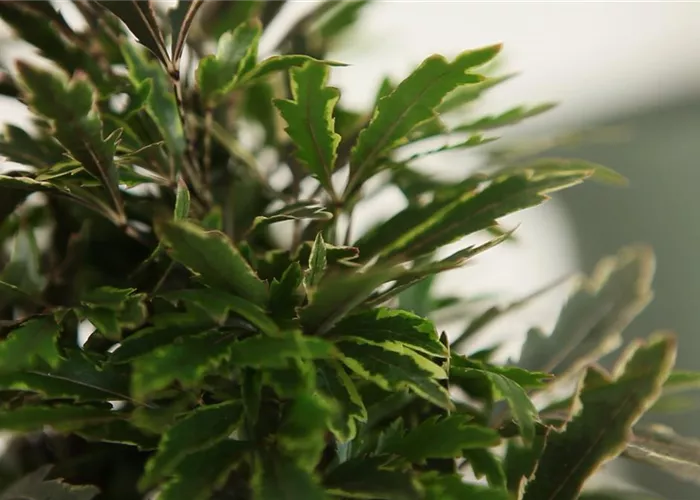 Fingeraralie - Umtopfen