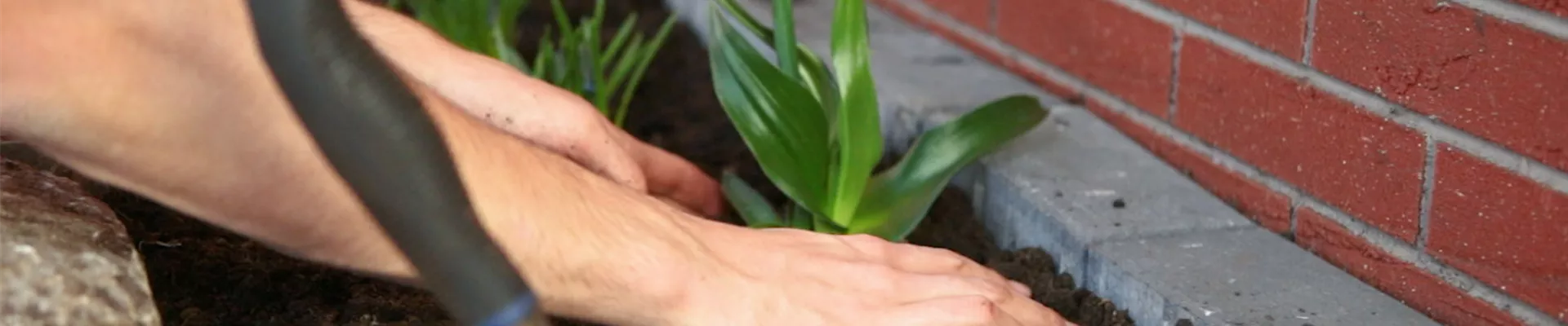 Milchstern - Einpflanzen in den Garten (Thumbnail) Milchstern - Einpflanzen in den Garten (Thumbnail)