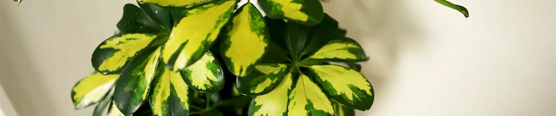 Strahlenaralie - Umtopfen Strahlenaralie - Umtopfen