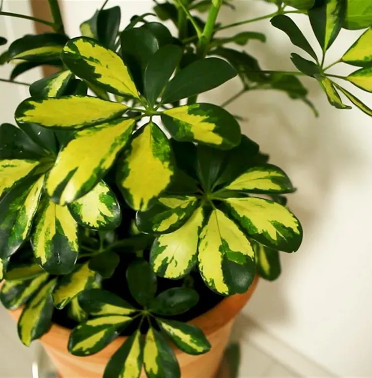 Strahlenaralie - Umtopfen