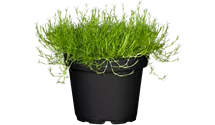 a variegata Delosperma echinatum variegata pickle plant main image 1