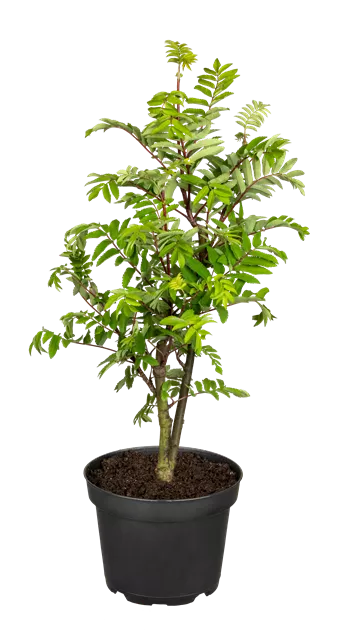 bambus untersetzer Bambus-Untersetzer 10,5cm  albert L. (punkt) Online-Shop