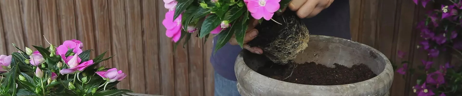 Edellieschen - Einpflanzen in ein Gefäß (thumbnail) Edellieschen - Einpflanzen in ein Gefäß (thumbnail)