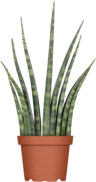 Sansevieria cylindrica