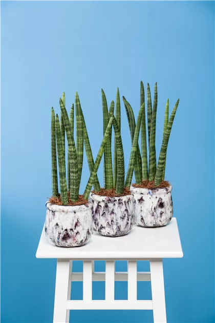 dracaena reflexa song of india pflege XL Dracaena Reflexa Song of India – Happy Houseplants main image 0