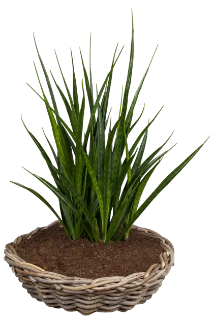 young living thuja Thuja Oil for Aromatic Blends & Cosmetic Formulations main image 0