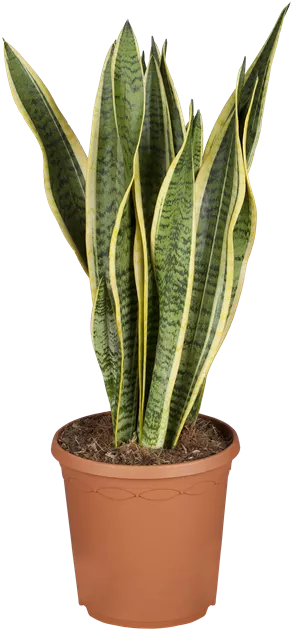 Sansevieria trifasciata