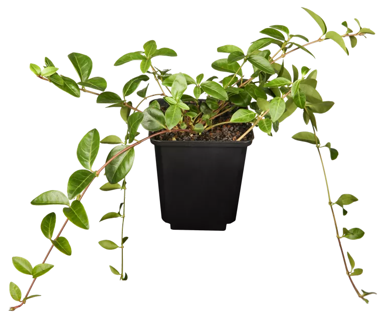 Vinca minor