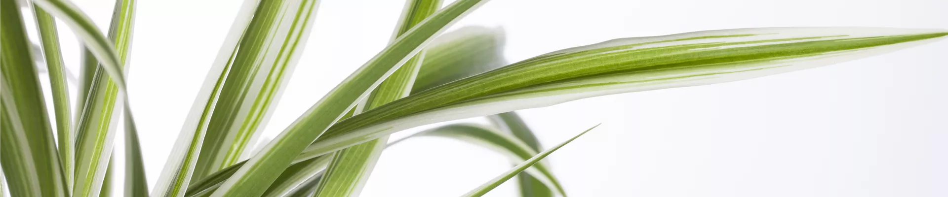 Chlorophytum comosum Chlorophytum comosum