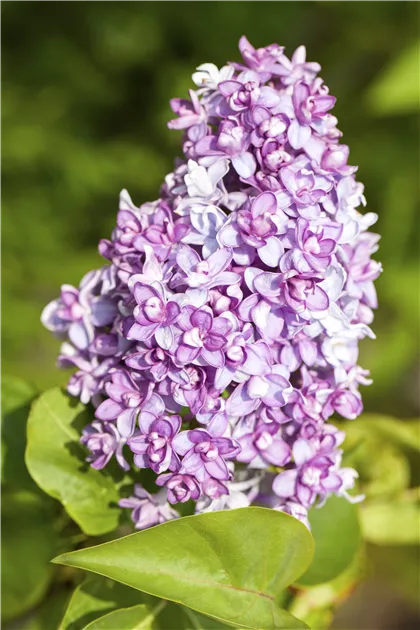 Syringa vulgaris