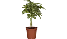 Schefflera arboricola