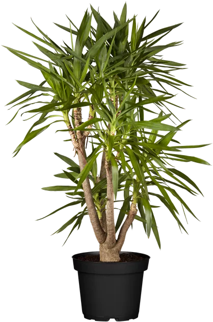 Yucca elephantipes