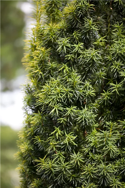 muss man thuja gießen Thuja plicata 'Martin' (Lebensbaum) | 175-200 cm mit Wurzelballen main image 0