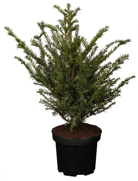 taxus hecke giftig Eibe  Taxus baccata (Hecke)